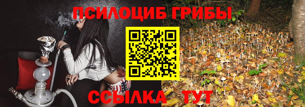 Псилоцибиновые грибы Psilocybe Осинники
